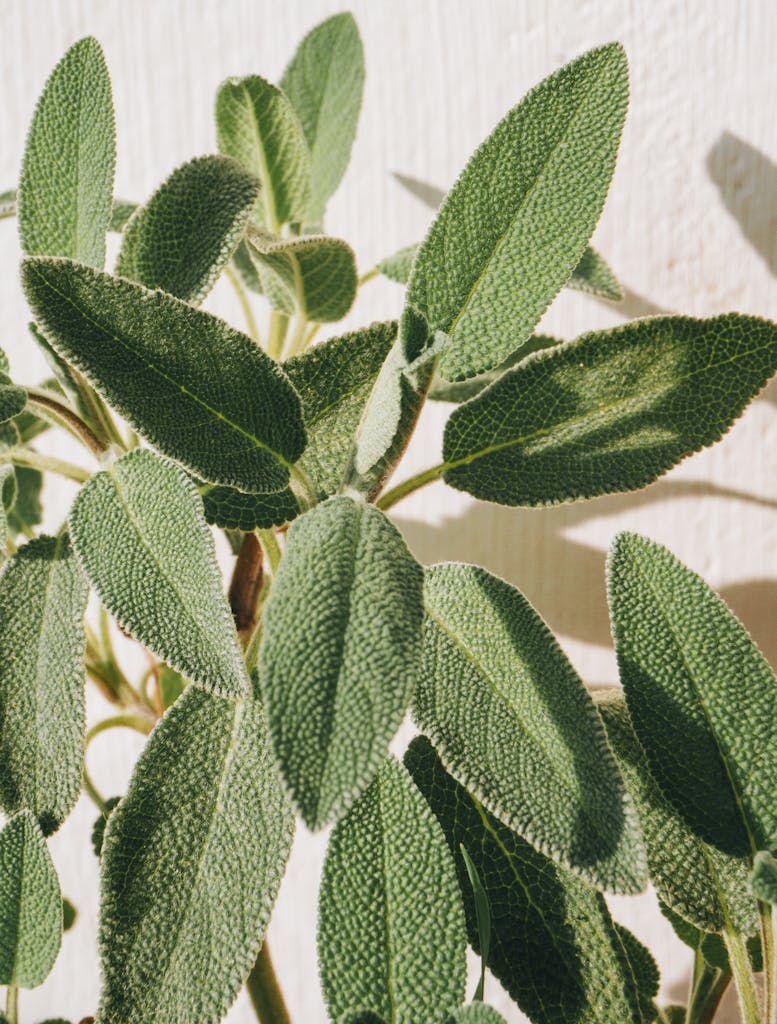 A detailed close-up of vibrant green sage leaves against a bright white background, showcasing natural textures.