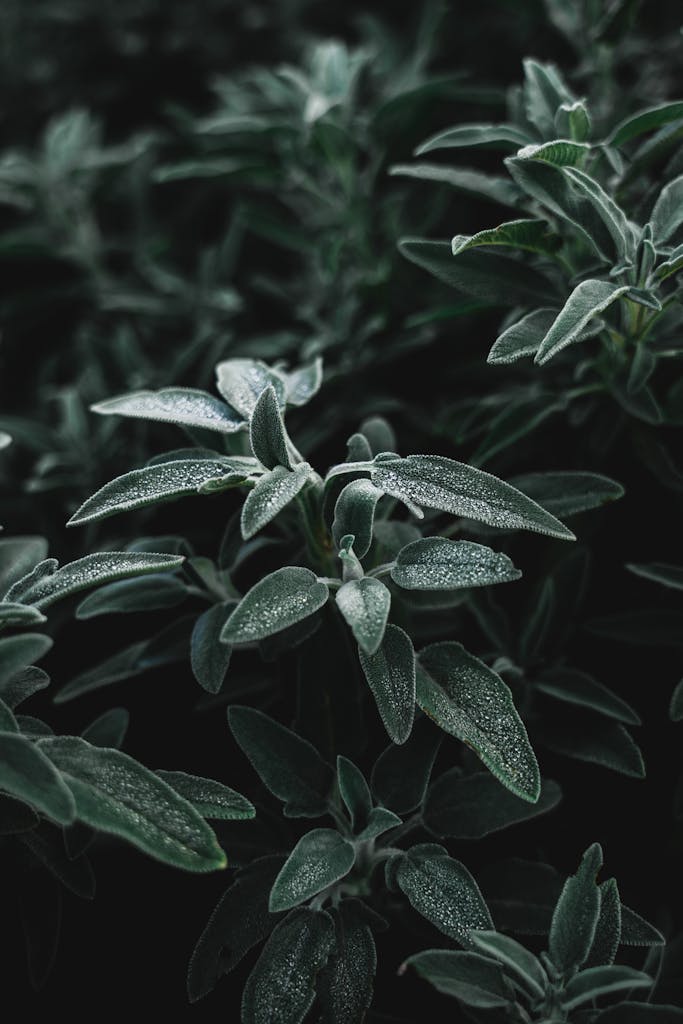 Detailed view of sage leaves glistening with dew, capturing their natural texture and beauty.