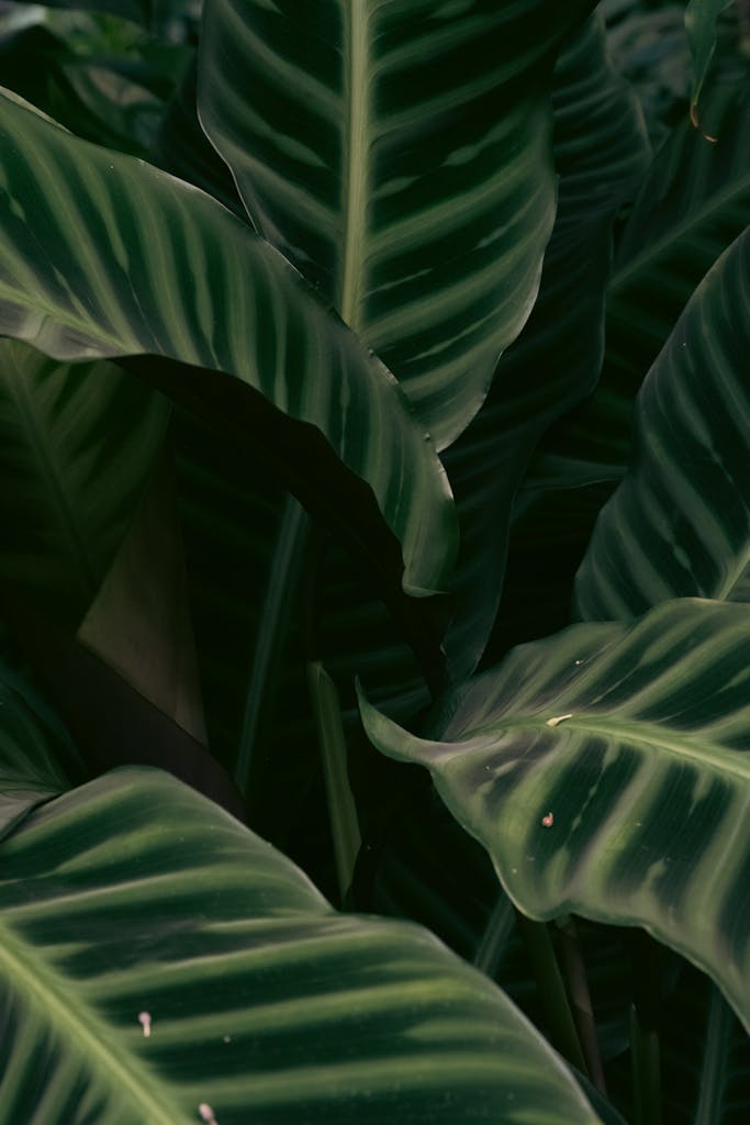 Free stock photo of aesthetic, aesthetic wallpaper, leaves