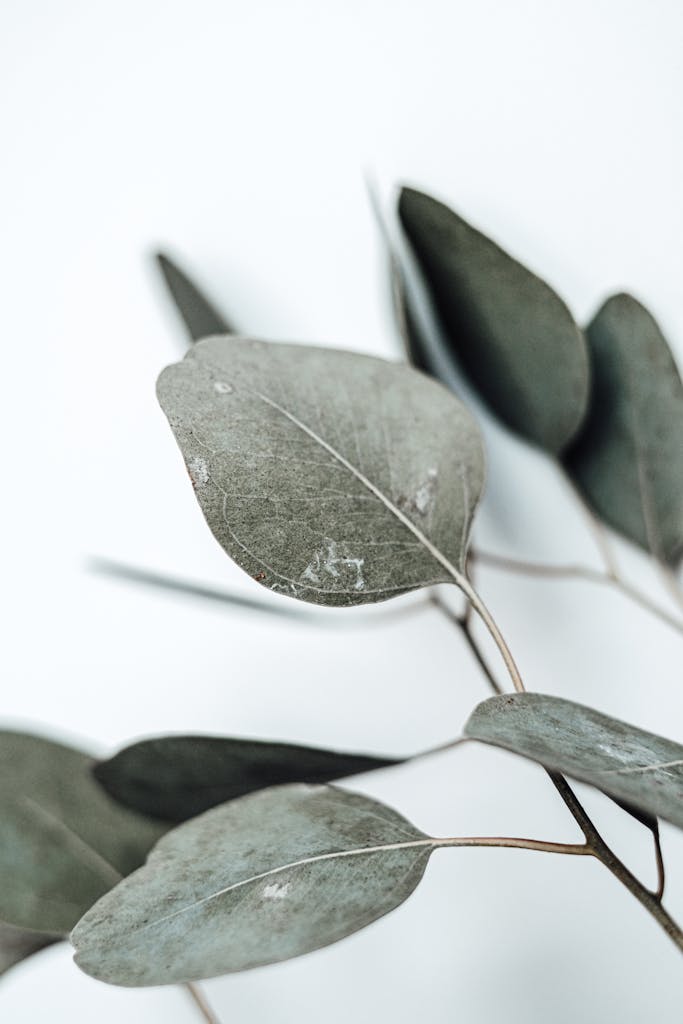Minimalist photo of eucalyptus leaves against a clean white background, highlighting natural beauty.