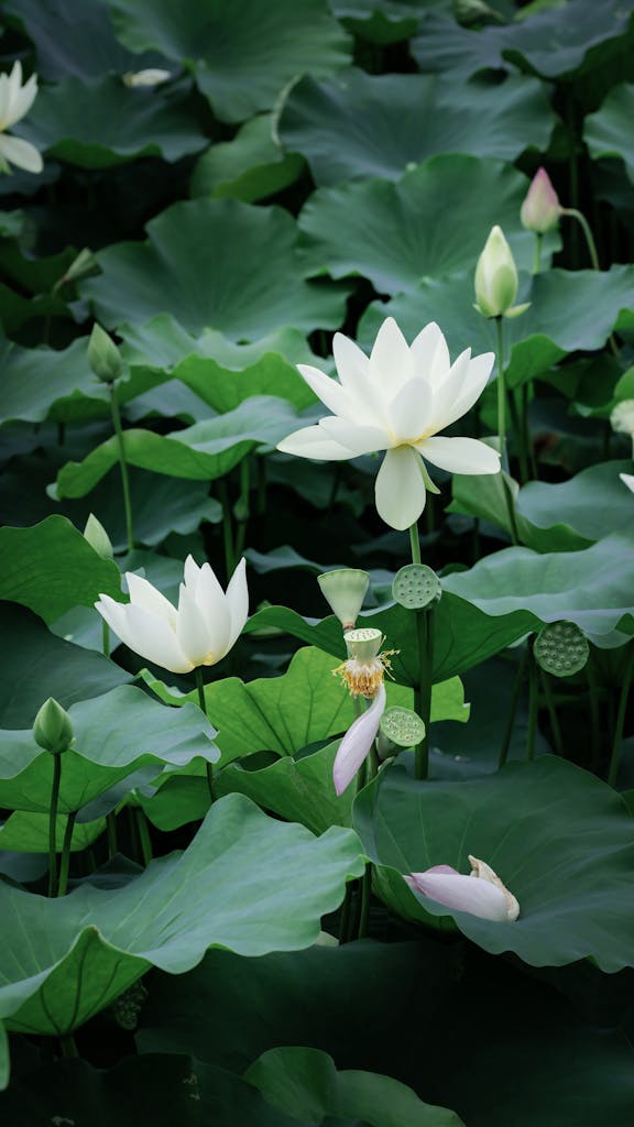 Serene image of white lotus flowers and green leaves in a calm pond.