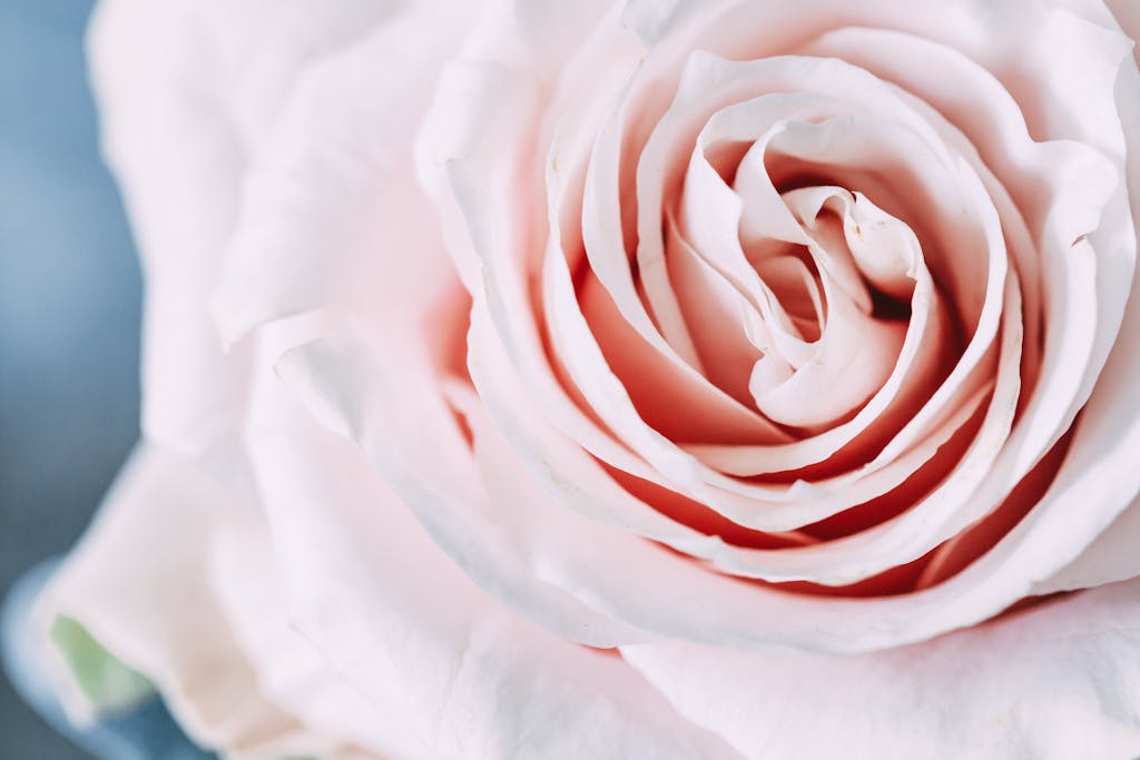 A close-up image of a delicate pink rose showcasing its soft petals and intricate details.